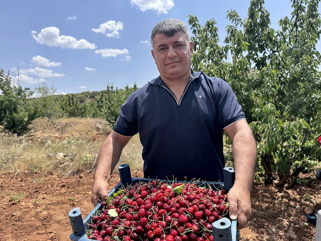 Güneydoğu'dan dünyaya: Napolyon kirazının inanılmaz yolculuğu! Sadece bir meyve değil; bu kirazlar umudun simgesi 5